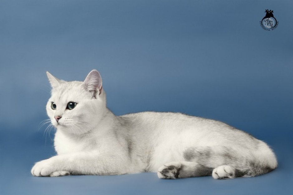 Писко Золотая Британская шиншилла