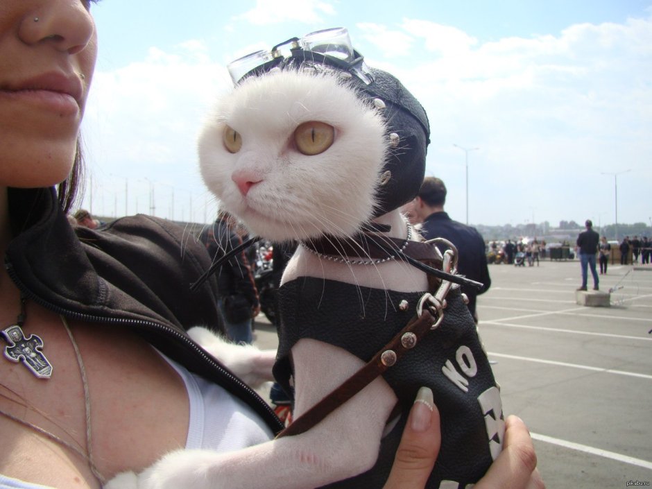 Коты байкеры