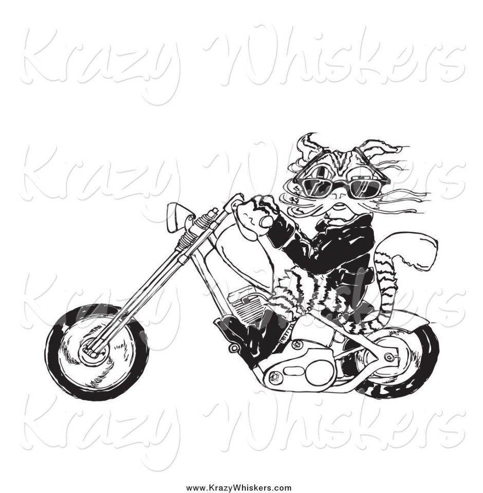 Кот на мотоцикле