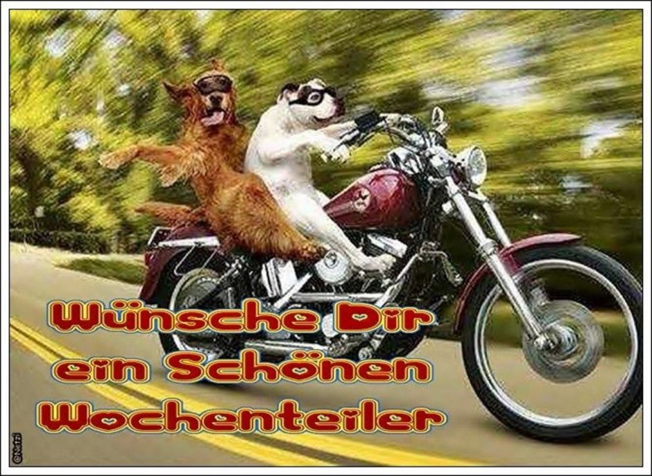 Кот на мотоцикле