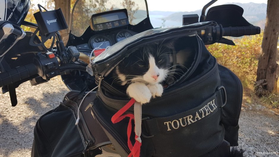 Кот байкер на мотоцикле