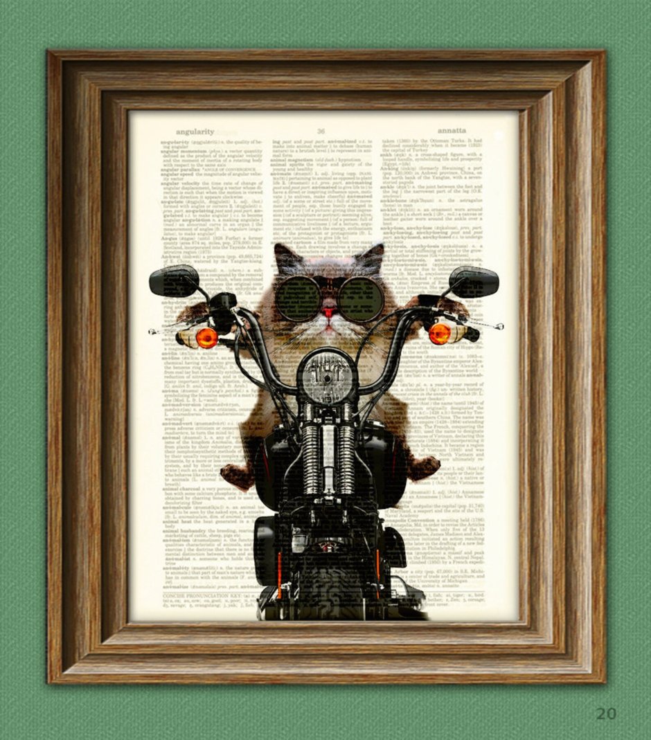 Кошка мотоциклист