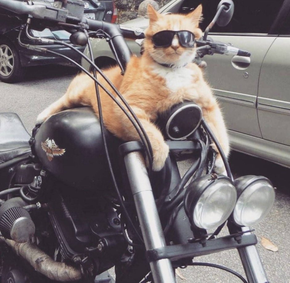 Котенок на мотоцикле