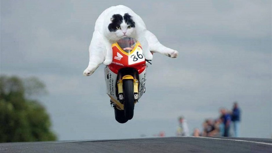 Кот на мотоцикле