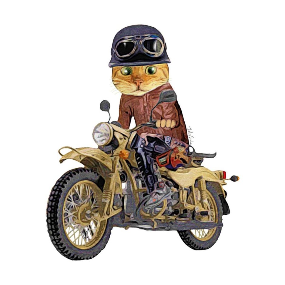 Кот на байке