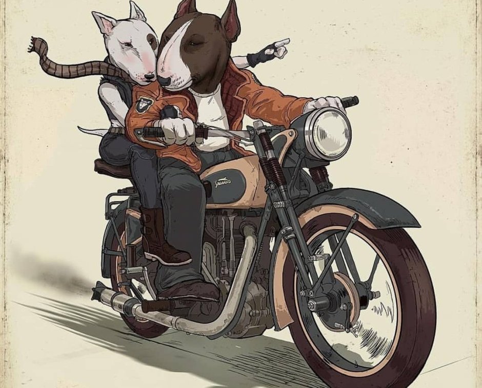 Бультерьер байкер