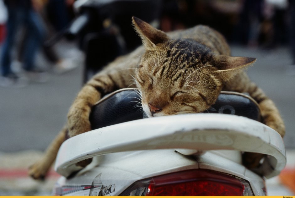 Кот мотоциклист