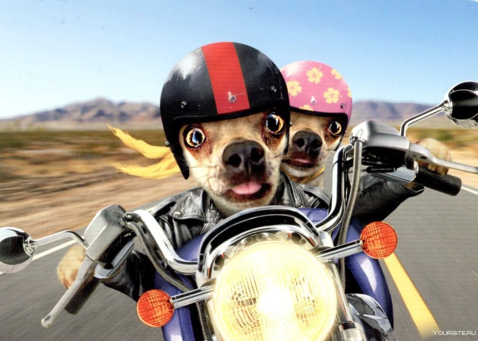 Собака в каске на мотоцикле