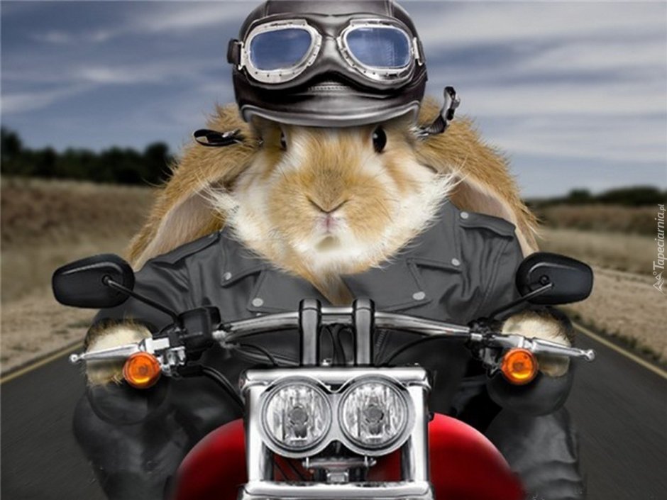 Суслик на мотоцикле