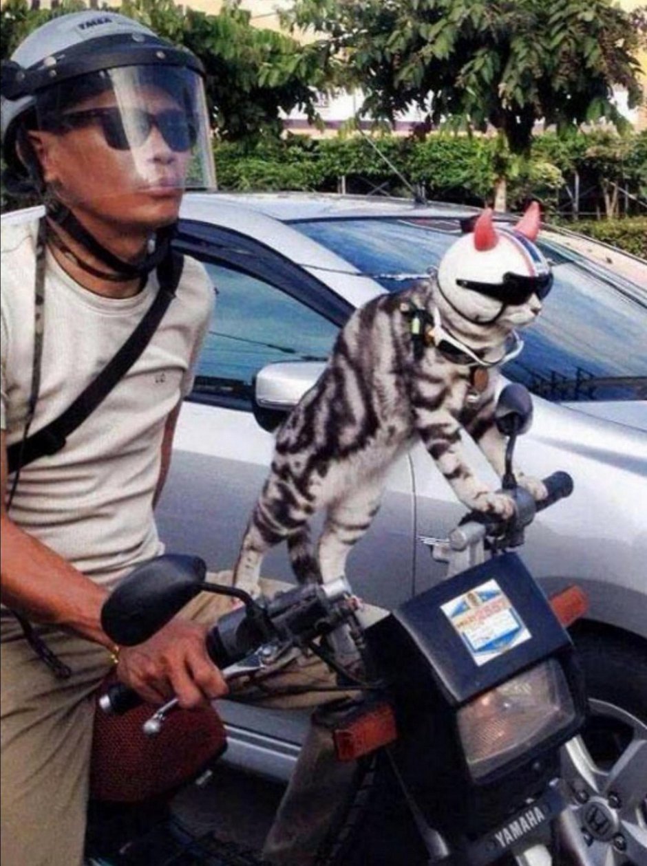 Кот на мопеде