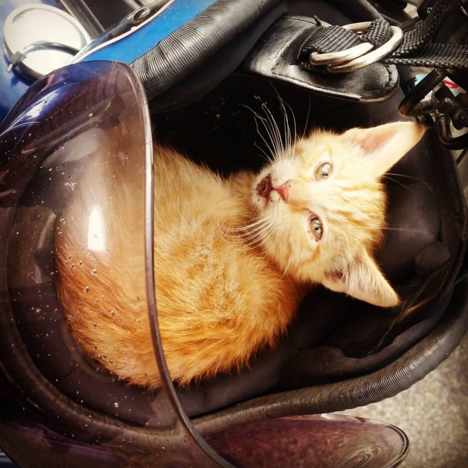 Котенок мотоциклист
