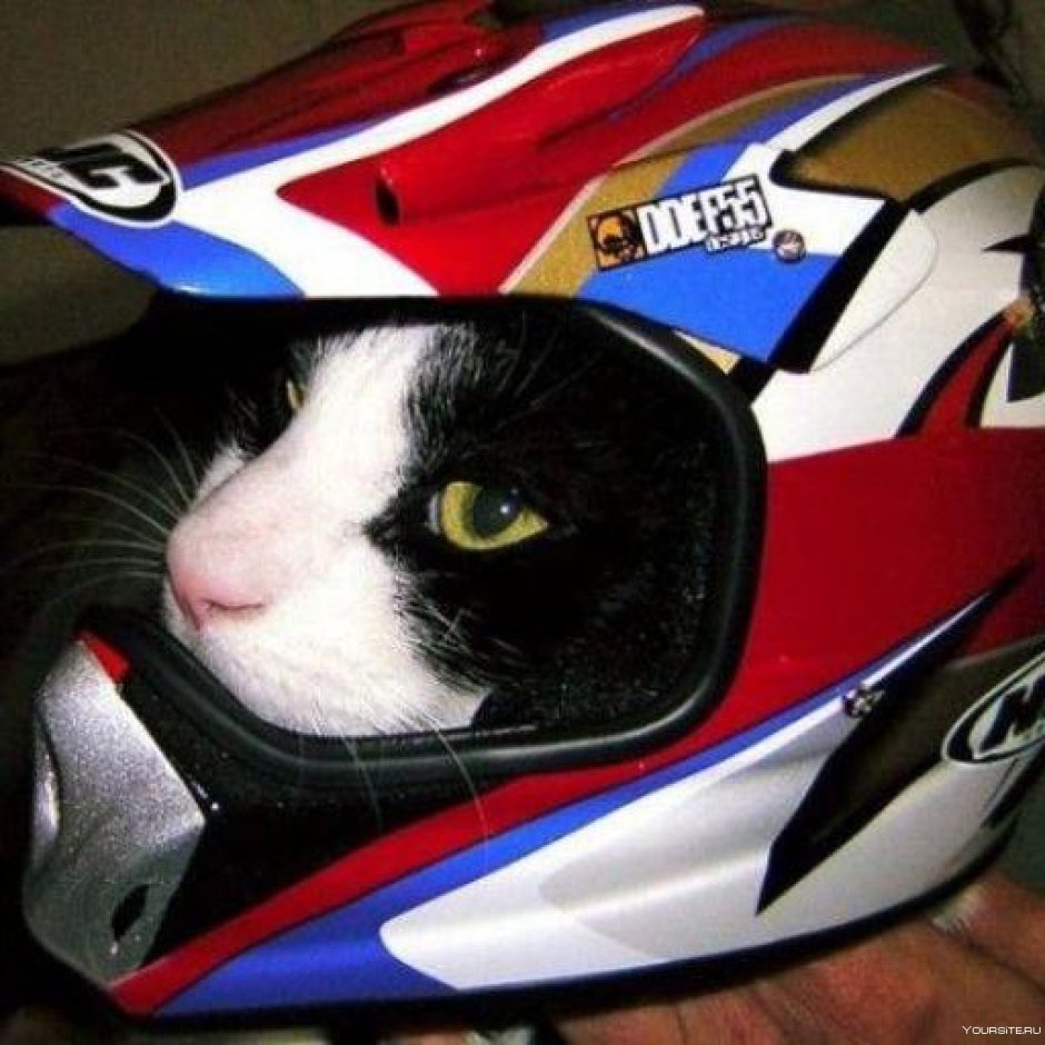 Кот в шлеме