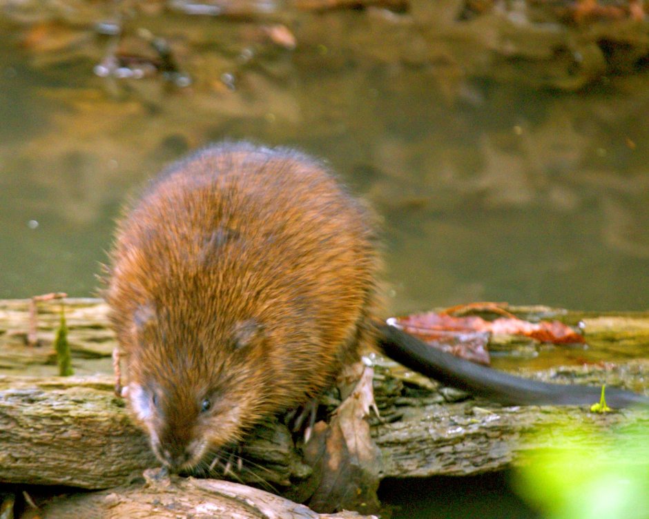 Животное с плоским хвостом