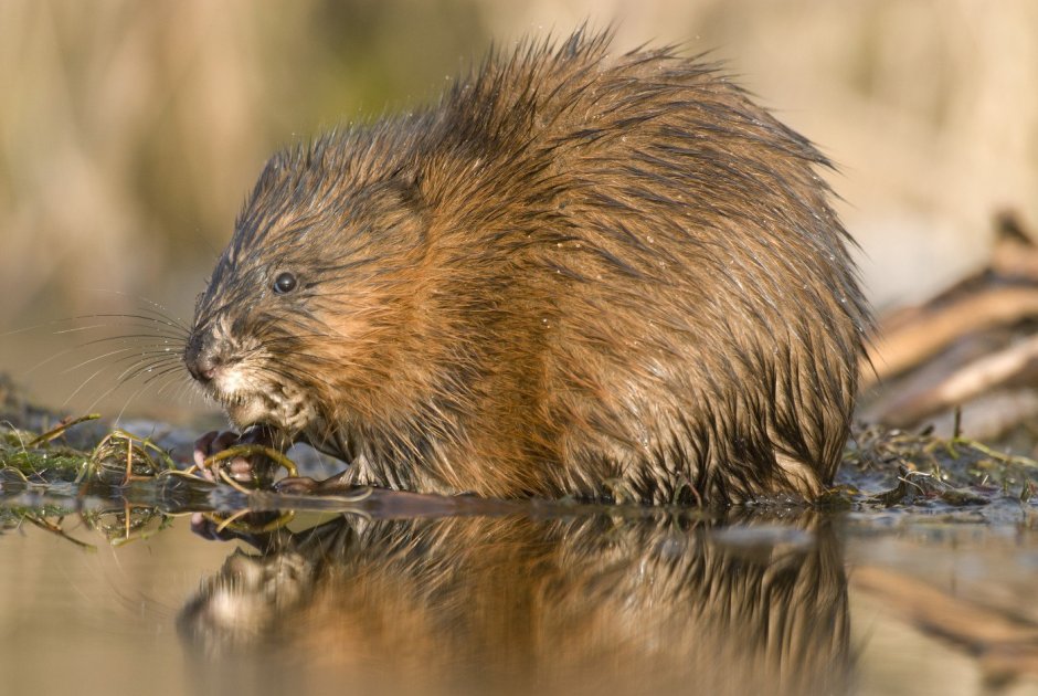 Король ондатра