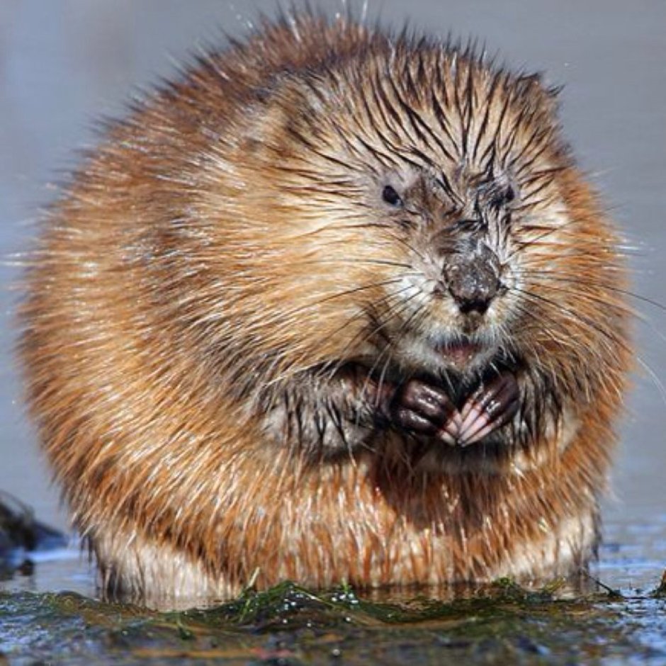 Ондатра Речная