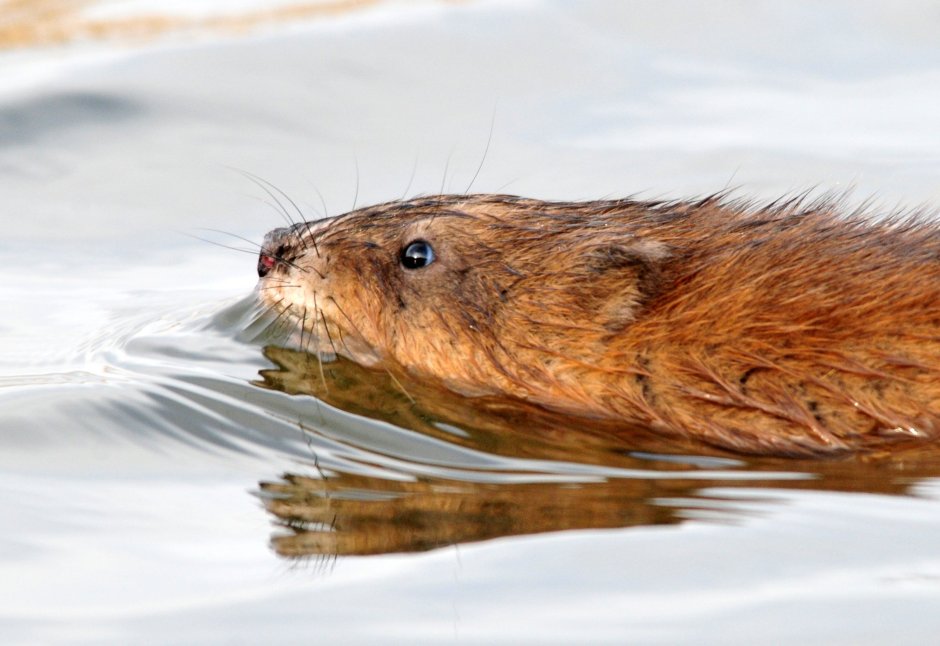 Ондатра Ильгар