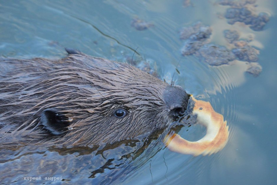 Бобр плавает