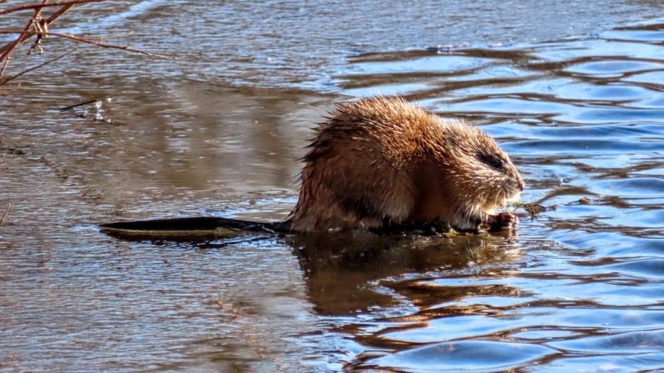 Ондатра на Волге