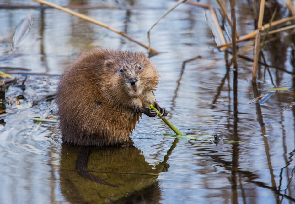 Выдра ондатра нутрия