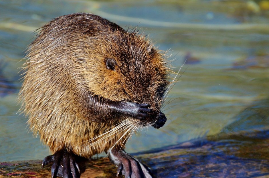 Болотная крыса нутрия