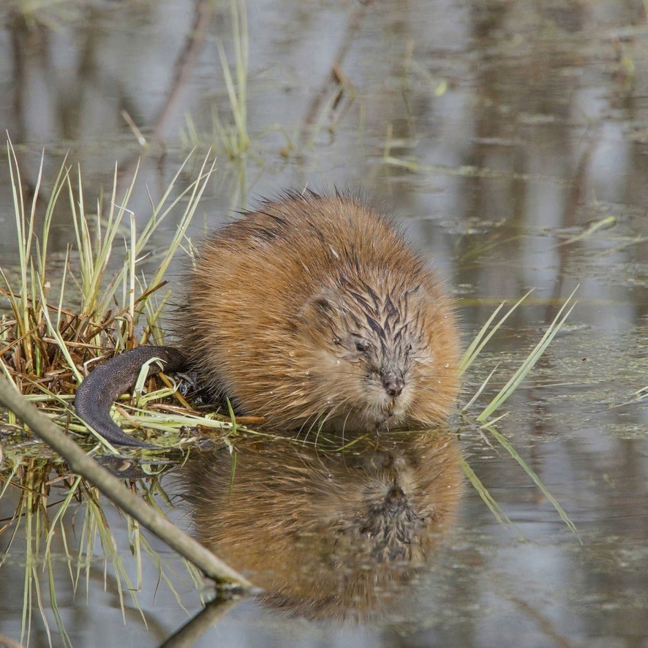 Крыса ондатра мускусная ондатра