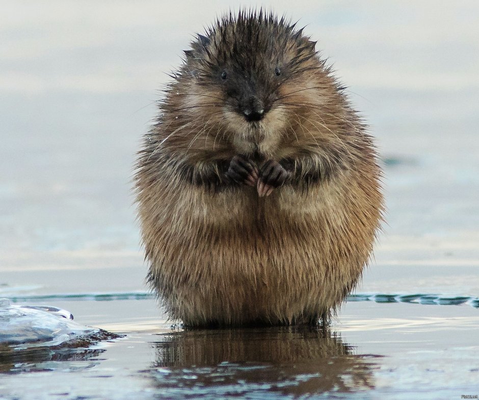 Ондатра мускусная