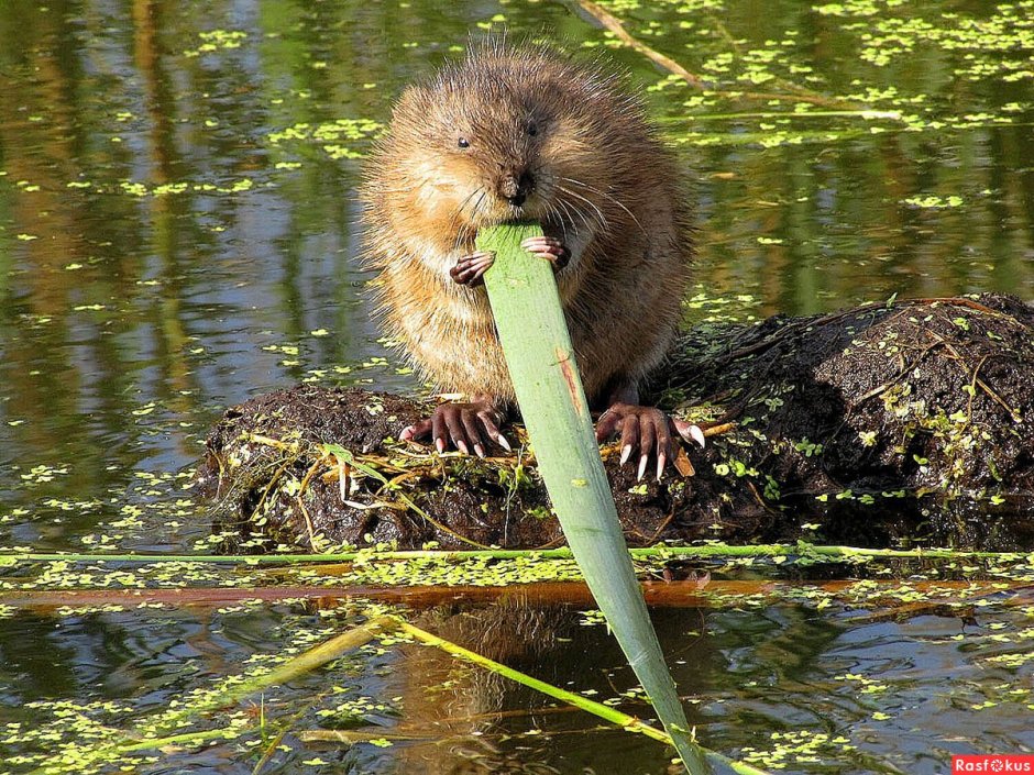 Ондатра Байкальская