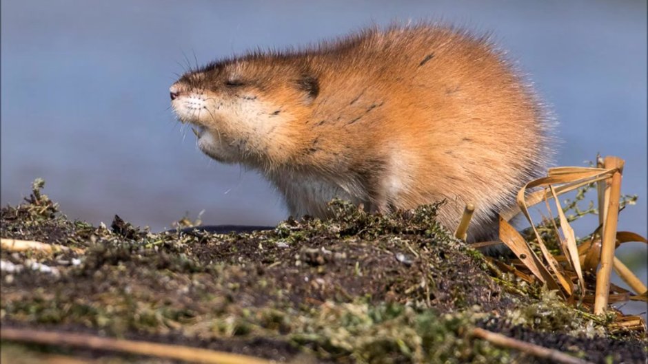 Ондатра (Ondatra zibethicus)