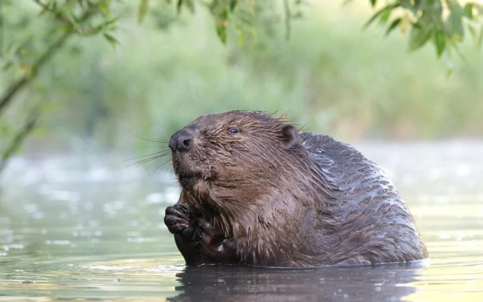Западносибирский Речной Бобр