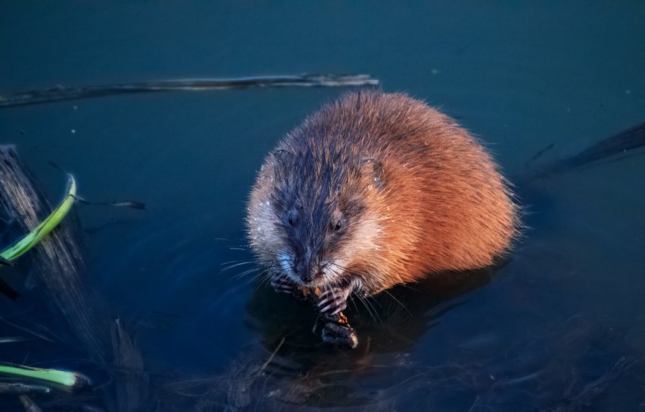 Водяная крыса ондатра