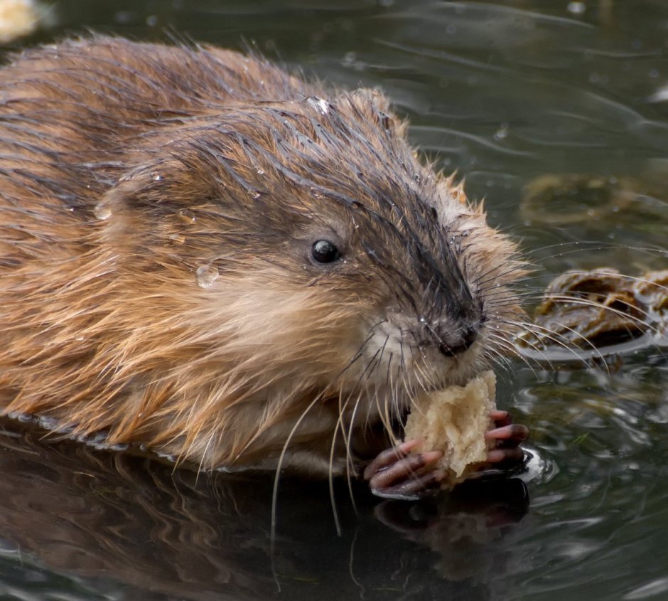 Крыса ондатра мускусная ондатра
