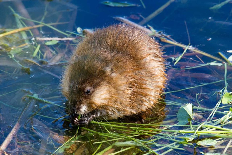 Водяная крыса ондатра