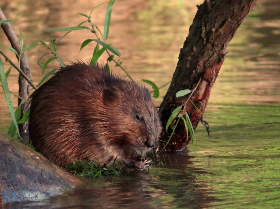 Беловежская пуща бобры
