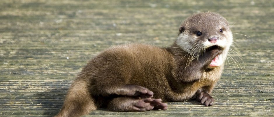 Соболь и выдра