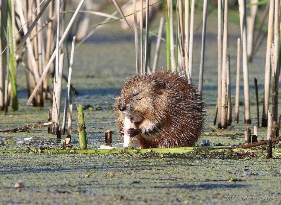 Водяная крыса ондатра