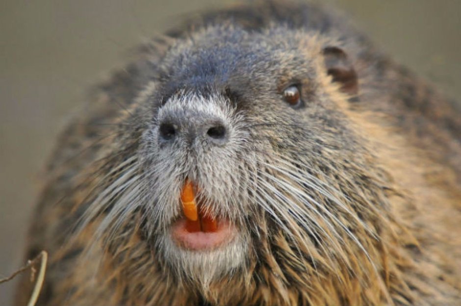 Нутрия ондатра Бобр