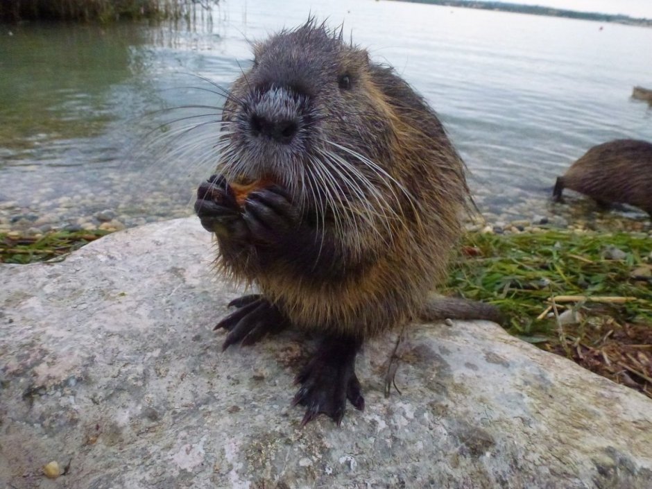 Нутрия Онуфрий