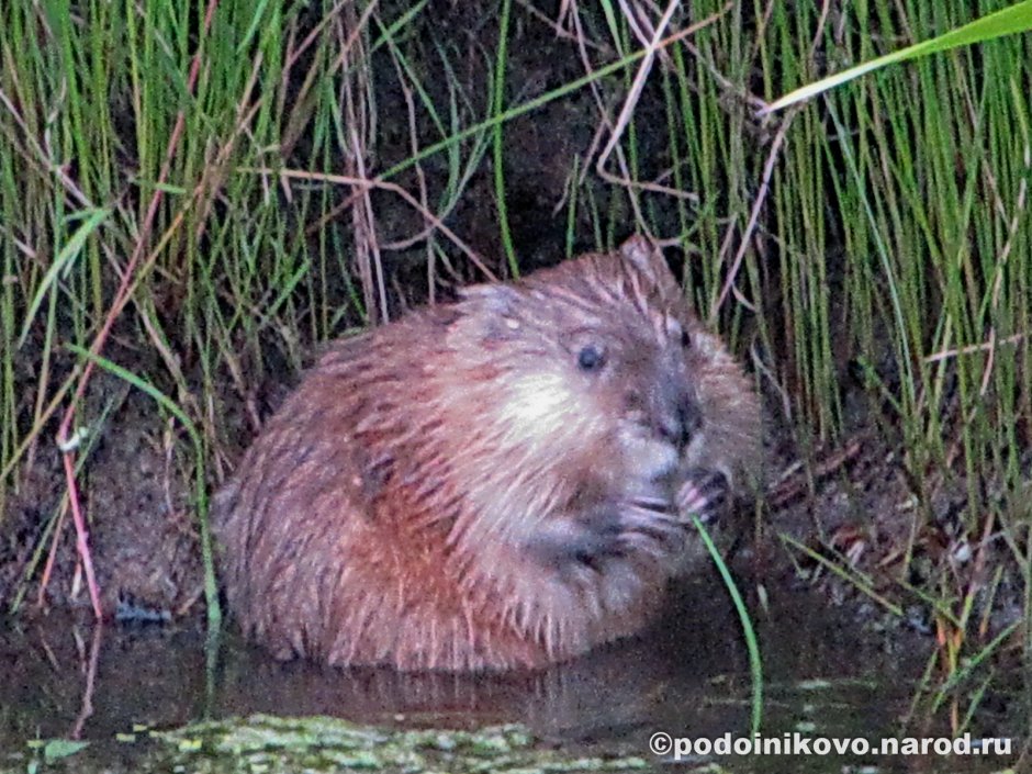 Ондатра в Ростовской области
