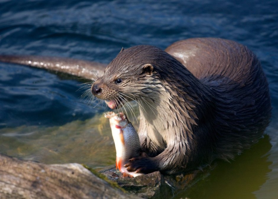 Выдра и ондатра