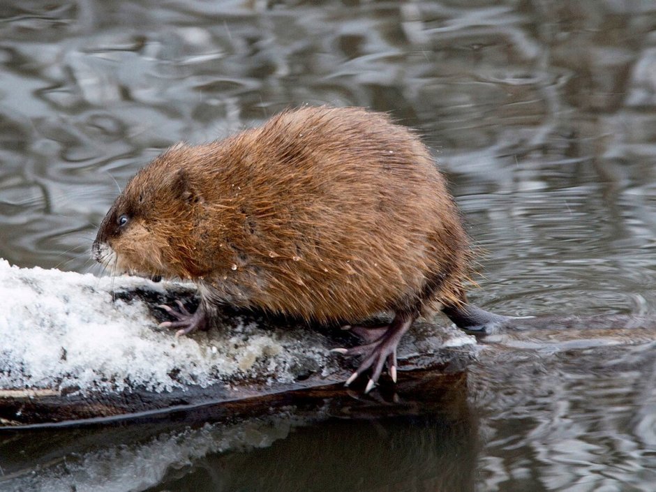 Водяная крыса ондатра