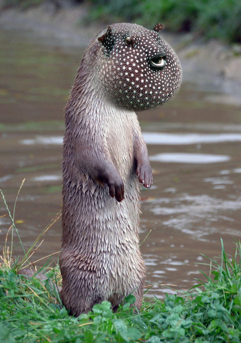 Выдра Речная