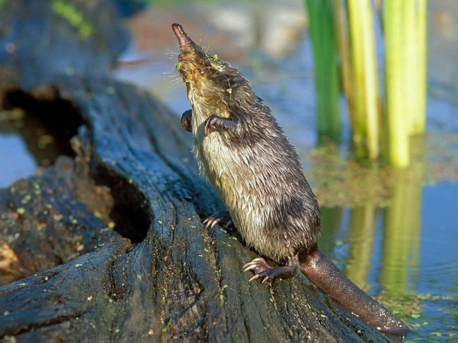 Русская выхухоль Desmana moschata