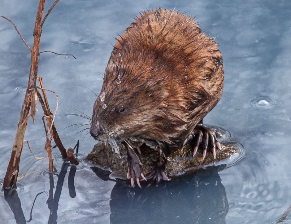 Зверь ондатра
