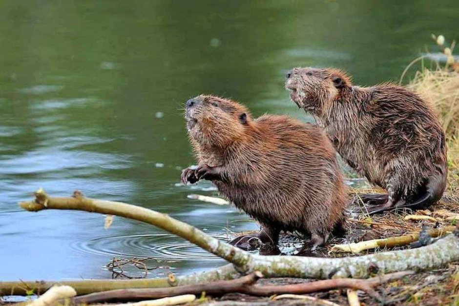 Березинский заповедник бобры