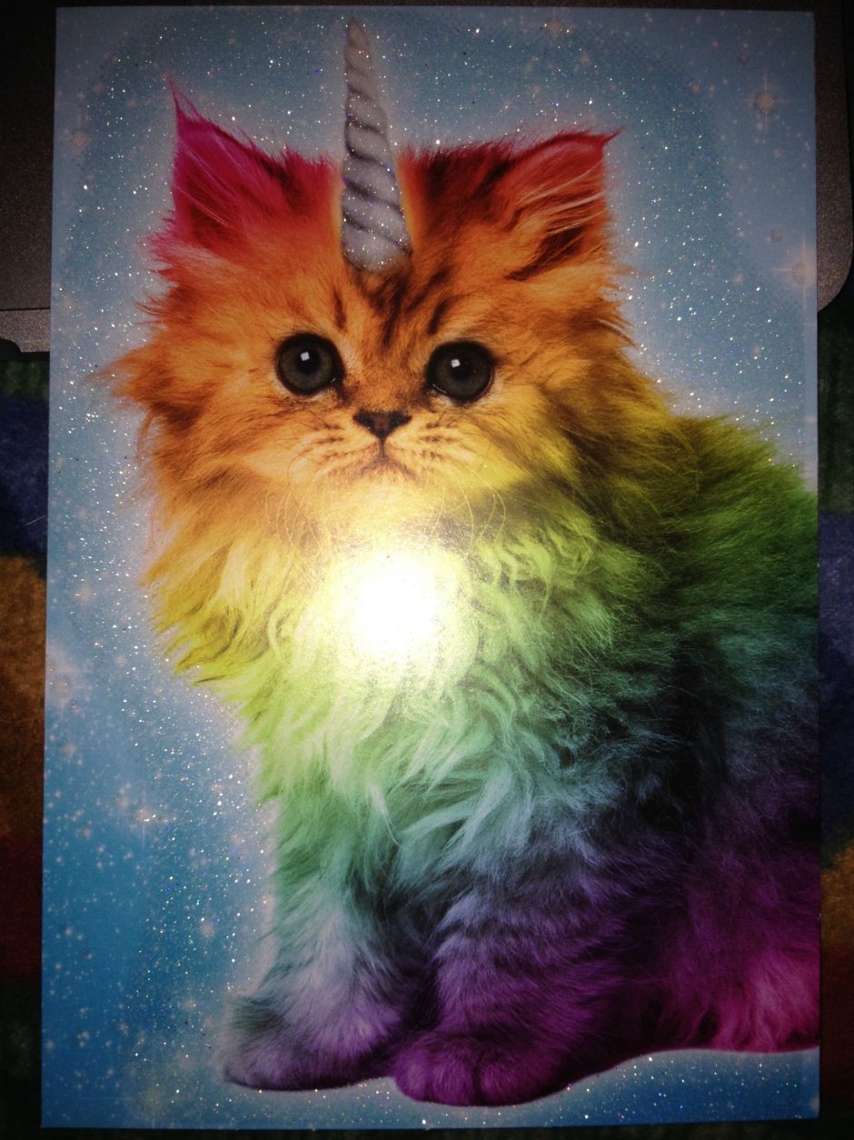 Рейнбоу Кэт