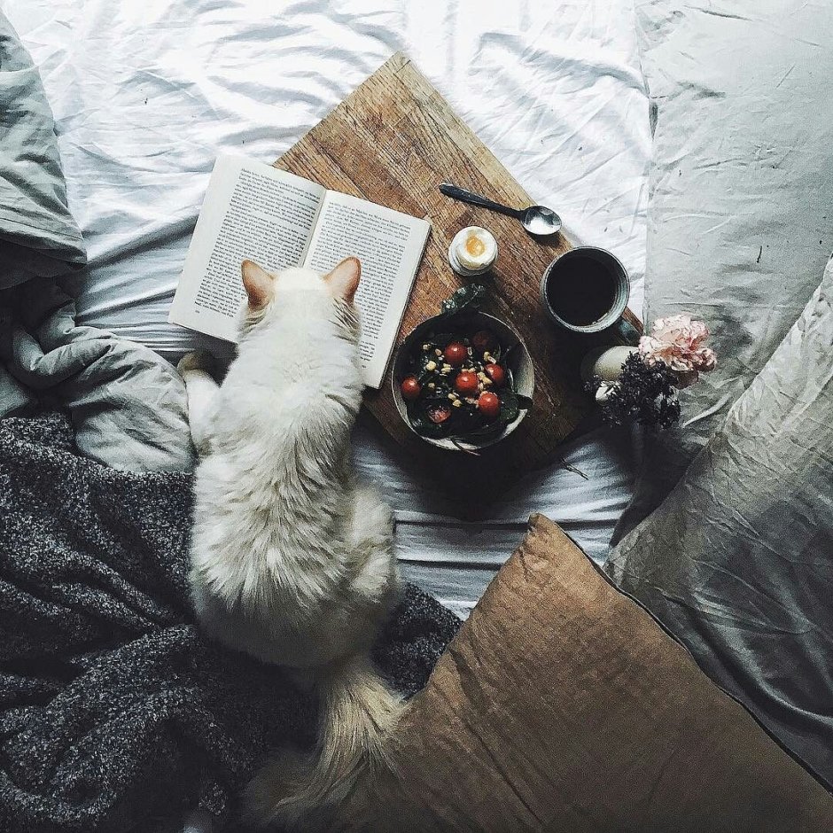 Уют Эстетика кот