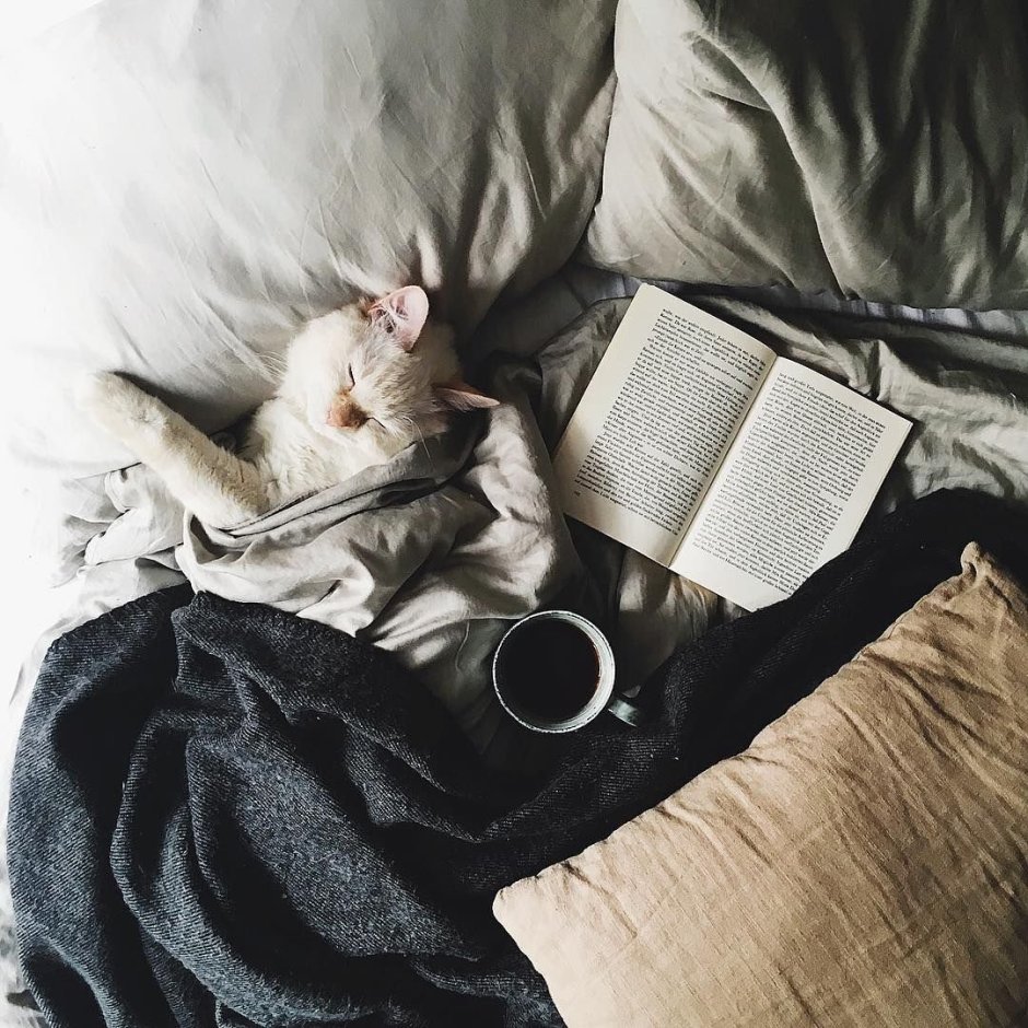 Уютный котик в пледе