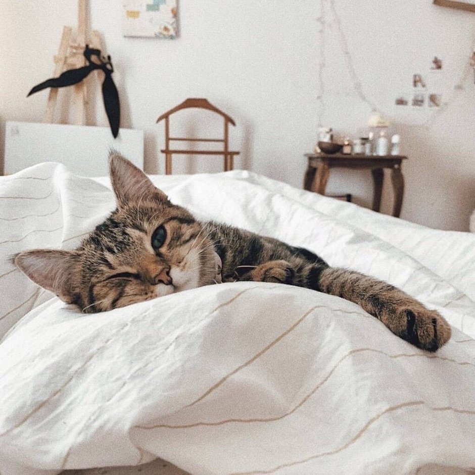 Кот в кровати