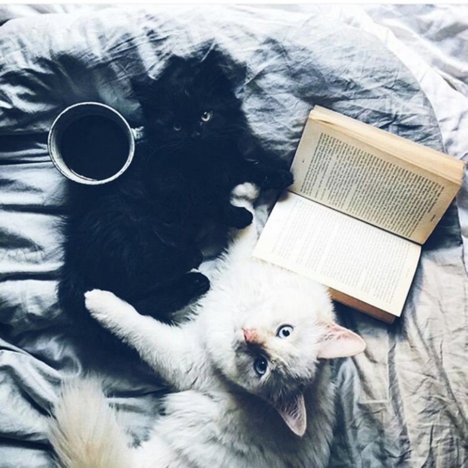 Эстетика кошек милых