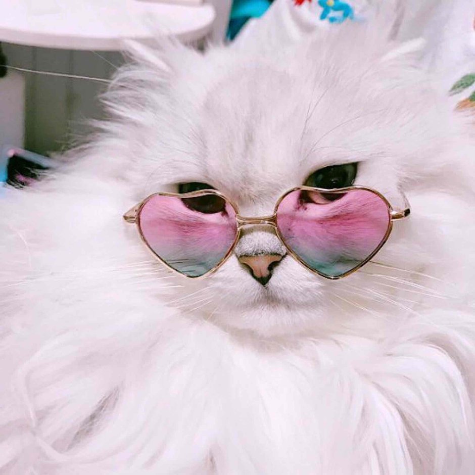 Философские картинки с котами